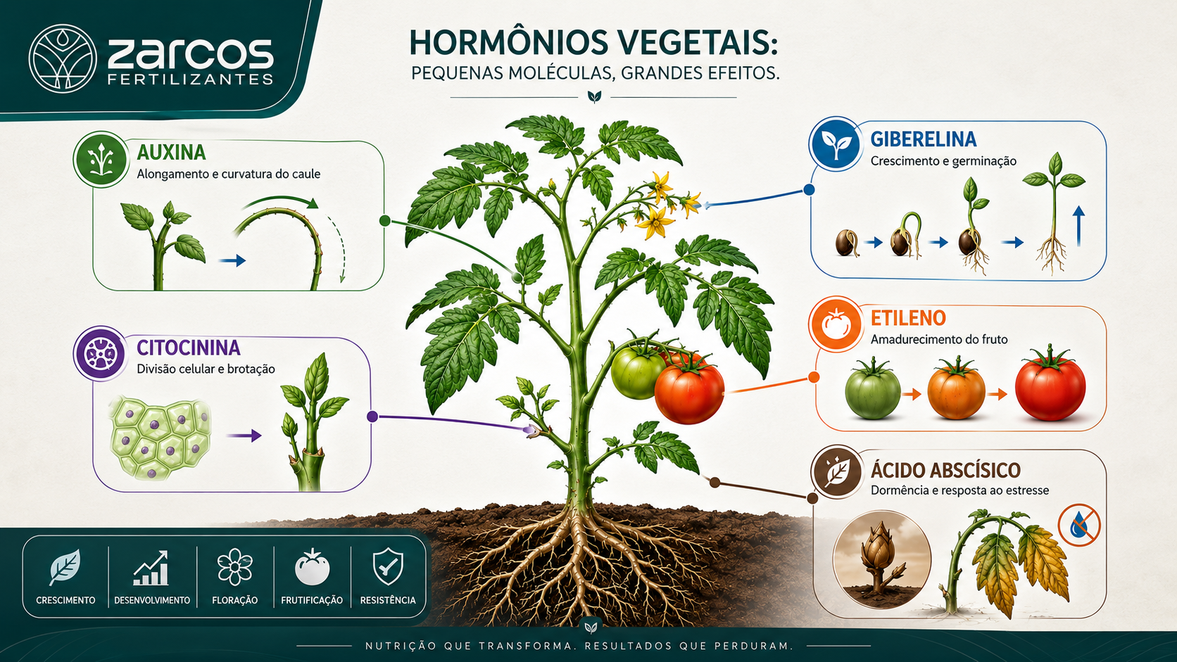 Hormônios Vegetais: o que são, como funcionam e por que impactam a produtividade da sua lavoura